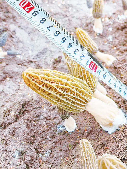 1739839447526438.jpg 301.jpg