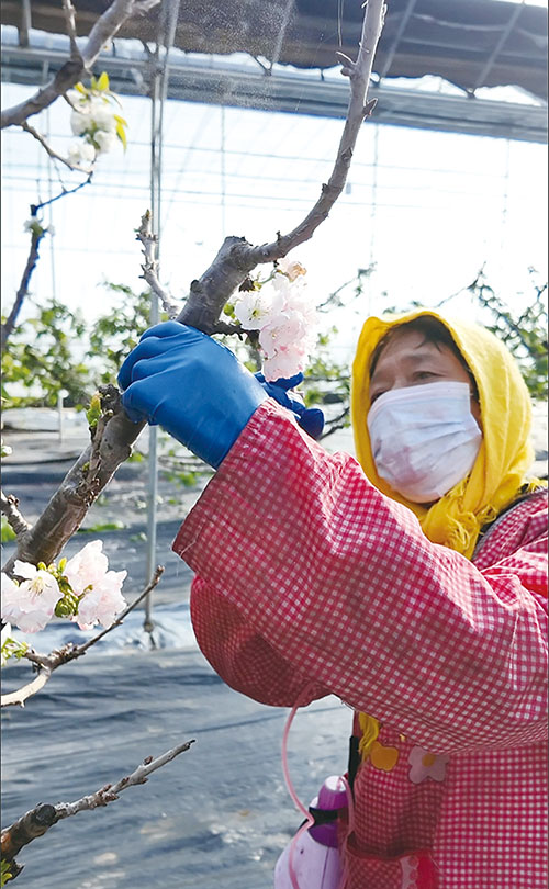 1740450241192863.jpg 2.桃树.jpg