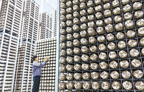 1742867210138461.jpg 3.蘑菇.jpg