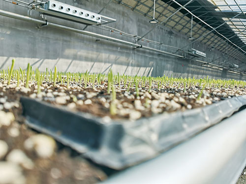 1742867791870427.jpg 3.苗.jpg