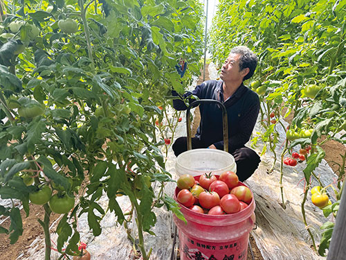 1747356160474334.jpg 2版西红柿.jpg