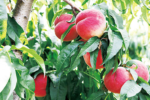 ൺܰƹ޹˾й۹ũҵƬ