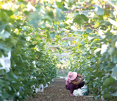 ½ԭеʱǿ ɫ ´ҵ Чͳغ;ᷢչ