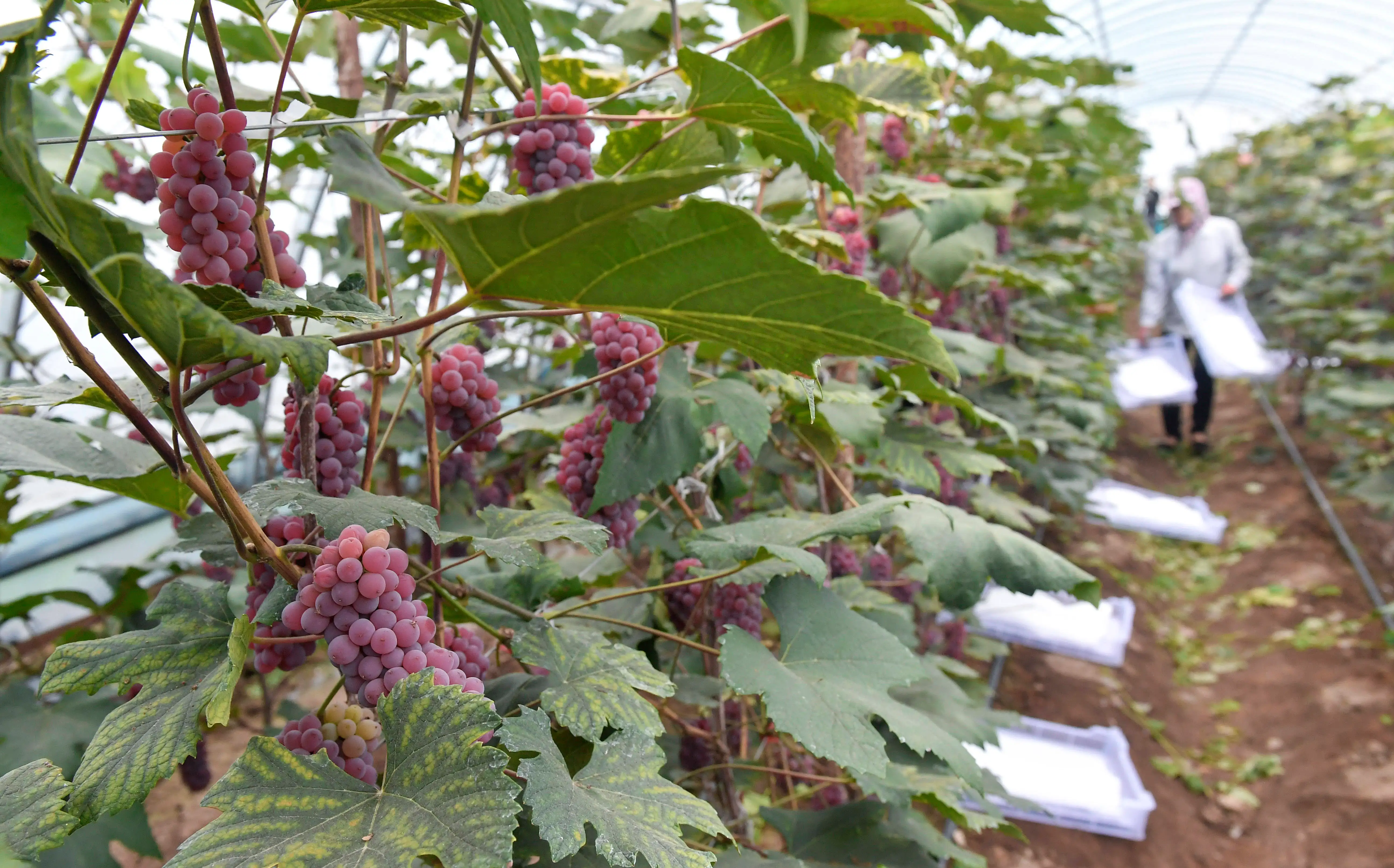 �ܿƵ�Ժ�������