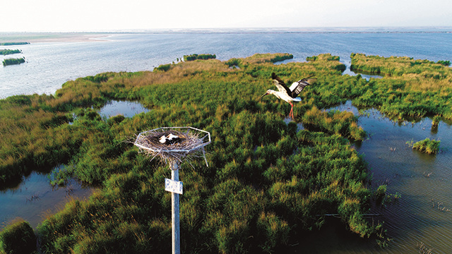 沿着总书记的足迹丨保护黄河口湿地，为了更多鸟飞鱼跃